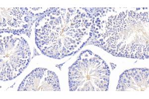 Detection of FUCa1 in Mouse Testis Tissue using Polyclonal Antibody to Fucosidase Alpha L1, Tissue (FUCa1)