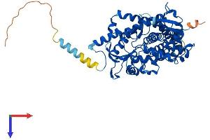 AlphaFold protein structure predicition of Human Recombinant CYP19A1 Protein, UniprotID P11511