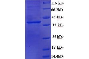 SDS-PAGE (SDS) image for Wingless-Type MMTV Integration Site Family, Member 3A (WNT3A) (AA 19-351), (partial) protein (His tag) (ABIN5712982)