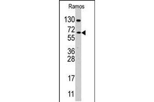 Western blot analysis of CDC25B polyclonal antibody  in Ramos cell line lysates (35 ug/lane). (CDC25B anticorps  (Internal Region))