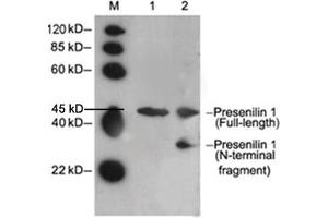 Lane 1: Mouse brain tissue lysateLane 2: Hela cell lysate Primary antibody: 2 µg/mL Rabbit Anti-Presenilin 1 Polyclonal Antibody (ABIN398552) Secondary antibody: Goat Anti-Rabbit IgG (H&L) [HRP] Polyclonal Antibody (ABIN398323, 1: 5,000) The signal was developed with LumiSensorTM HRP Substrate Kit (ABIN769939) (Presenilin 1 anticorps  (N-Term))