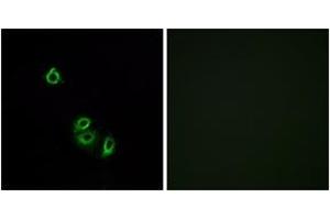 Immunofluorescence analysis of A549 cells, using OR2L5 Antibody. (OR2L5 anticorps  (AA 241-290))