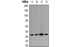 Western blot analysis of p38 expression in HEK293T (A), Raw264. (MAPK14 anticorps)