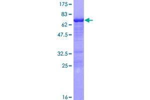 Image no. 1 for AF4/FMR2 Family, Member 4 (AFF4) (AA 1-365) protein (GST tag) (ABIN1344528)