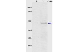 Lane 1: mouse mouse lysates Lane 2: mouse heart lysates probed with Anti Phospho-CEBP alpha (Thr222/226) Polyclonal Antibody, Unconjugated (ABIN683563) at 1:200 in 4 °C.