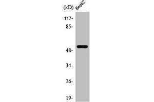 Western Blot analysis of HepG2 cells using PRPH Polyclonal Antibody (Peripherin anticorps  (C-Term))