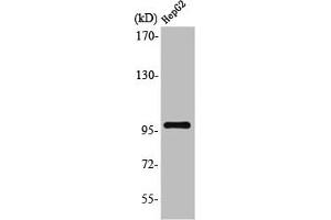 Western Blot analysis of HuvEc cells using Topo IIIβ-1 Polyclonal Antibody