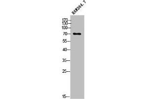 Western Blot analysis of RAW264. (OLFML2A anticorps  (Internal Region))