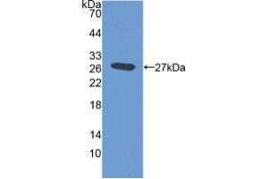 EMILIN2 anticorps  (AA 853-1074)
