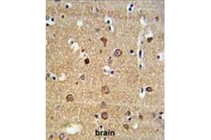 ADAM19 Antibody (Center) IHC analysis in formalin fixed and paraffin embedded brain tissue followed by peroxidase conjugation of the secondary antibody and DAB staining. (ADAM19 anticorps  (Middle Region))