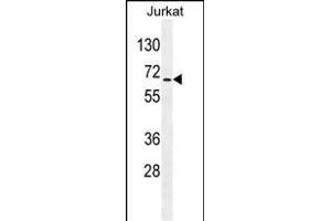 RBM14 Antibody (C-term) (ABIN655499 and ABIN2845015) western blot analysis in Jurkat cell line lysates (35 μg/lane).