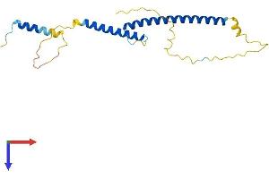 AlphaFold protein structure predicition of Mouse Recombinant Mxd3 Protein, UniprotID Q80US8