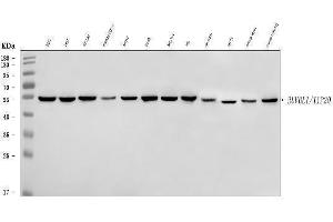 Western blot analysis of TIP49A/RUVBL1 using anti-TIP49A/RUVBL1 antibody (ABIN7599928). (RUVBL1 anticorps  (AA 13-23))