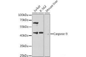 Western blot analysis of extracts of various cell lines using Caspase-9 Polyclonal Antibody at dilution of 1:300. (Caspase 9 anticorps)