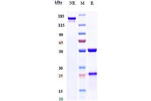 Anti-Melanotransferrin / CD228 Reference Antibody (SC-005) on SDS-PAGE under reducing (R) condition.