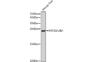 Western blot analysis of extracts of mouse liver, using F/F/UBD antibody (ABIN6131598, ABIN6149778, ABIN6149780 and ABIN6221159) at 1:1000 dilution. (UBD anticorps  (AA 1-165))