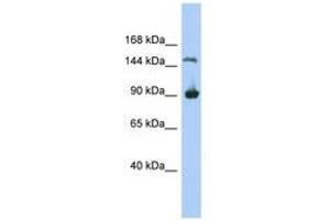 Image no. 1 for anti-Hypothetical MGC50722 (MGC50722) (AA 71-120) antibody (ABIN6743933) (MGC50722 anticorps  (AA 71-120))