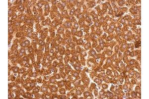 IHC-P Image GSTP1 antibody [N1N2], N-term detects GSTP1 protein at cytosol on mouse liver by immunohistochemical analysis.