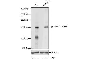 Western blot analysis of extracts of various cell lines, using Phospho-NEDD4L-S448 antibody (ABIN7266883) at 1:1000 dilution. (NEDD4-2 anticorps  (pSer448))