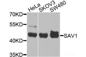 Western blot analysis of extracts of various cell lines using SAV1 Polyclonal Antibody at dilution of 1:1000. (SAV1 anticorps)