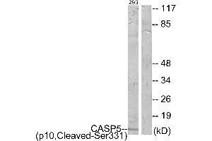 Western blot analysis of extracts from 293 cells, treated with etoposide (25uM, 1hour), using CASP5 (p10, Cleaved-Ser331) antibody. (CASP5 anticorps  (Cleaved-Ser331, Subunit p10))