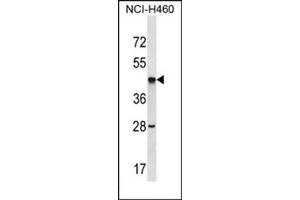 Western blot analysis of AP53852PU-N SEPT2 Antibody (C-term) Cat. (Septin 2 anticorps  (C-Term))