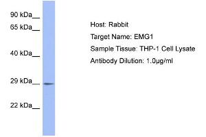 Host: Rabbit Target Name: EMG1 Sample Type: THP-1 Whole Cell lysates Antibody Dilution: 1. (EMG1 anticorps  (C-Term))