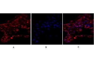Immunofluorescence analysis of human lung tissue. (alpha Tubulin anticorps  (AA 380-460))