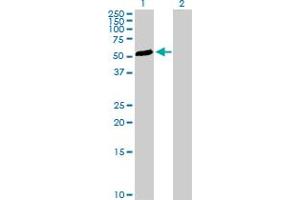 Western Blot analysis of TGFB1I1 expression in transfected 293T cell line by TGFB1I1 MaxPab polyclonal antibody.