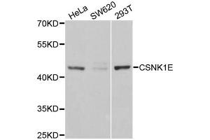 Western blot analysis of extracts of various cell lines, using CSNK1E antibody.