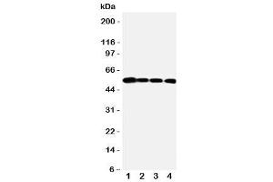 Western blot testing of MMP24 antibody and Lane 1:  PANC (MMP24 anticorps  (N-Term))