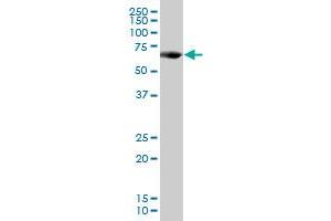 PCK1 MaxPab polyclonal antibody. (PCK1 anticorps  (AA 1-622))