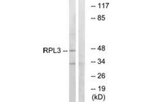 Western blot analysis of extracts from HT-29 cells, using RPL3 Antibody. (RPL3 anticorps  (AA 211-260))