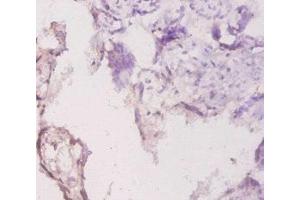 Immunohistochemistry of paraffin-embedded human placenta tissue using ABIN7157894 at dilution of 1:20 (Laminin gamma 1 anticorps  (AA 1333-1607))