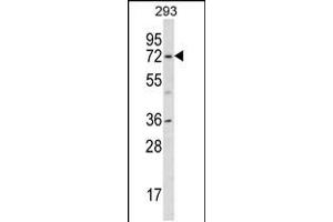 Western blot analysis in 293 cell line lysates (35ug/lane). (KCND1 anticorps  (N-Term))