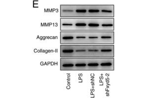 Western blot analysis showed that Fxyd5 knockdown reversed the LPS-induced ECM degradation in ATDC5 cells, as supported by MMP3 and MMP13 downregulation and aggrecan and collagen II upregulation in the shFxyd5 group compared with the shNC group. (Aggrecan anticorps  (AA 34-147))