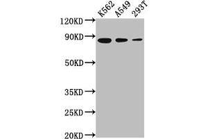 Western Blot Positive WB detected in: K562 whole cell lysate, A549 whole cell lysate, 293T whole cell lysate All lanes: XRCC5 antibody at 1:2000 Secondary Goat polyclonal to rabbit IgG at 1/50000 dilution Predicted band size: 83 kDa Observed band size: 83 kDa (Recombinant XRCC5 anticorps)