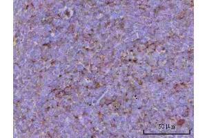 IHC analysis of CD39/Entpd1 using anti-CD39/Entpd1 antibody (ABIN7601581). (CD39 anticorps  (AA 39-475))