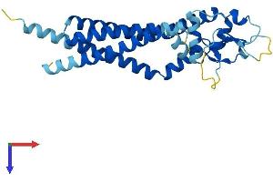 CD82 (CD82) (AA 1-266) protein (His tag)