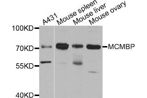 Western blot analysis of extracts of various cell lines, using MCMBP antibody. (MCMBP anticorps)