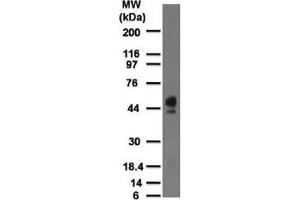 Western blot testing of human spleen lysate with CD63 antibody at 2 ug/ml. (CD63 anticorps)
