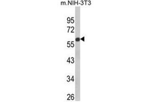 Western blot analysis of GDF10 Antibody (Center) in NIH-3T3 cell line lysates (35ug/lane). (GDF10 anticorps  (Middle Region))