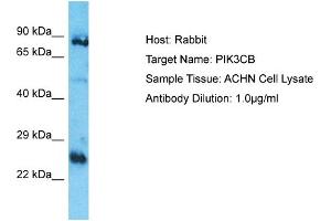 Host: Rabbit Target Name: PIK3CB Sample Type: ACHN Whole Cell lysates Antibody Dilution: 1. (PIK3CB anticorps  (N-Term))