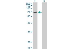 Western Blot analysis of ACBD3 expression in transfected 293T cell line by ACBD3 monoclonal antibody (M01), clone 2G2.