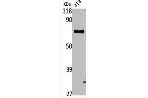 Western Blot analysis of NIH-3T3 cells using Phospho-Syk (Y348) Polyclonal Antibody (SYK anticorps  (pTyr348))