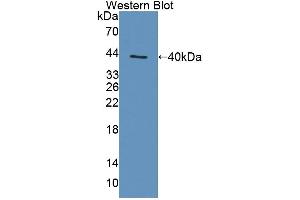 Western blot analysis of the recombinant protein. (TAP1 anticorps  (AA 525-808))