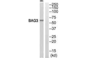 Western blot analysis of extracts from 293 cells, using BAG3 antibody. (BAG3 anticorps  (Internal Region))