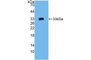 Detection of Recombinant COL1a2, Mouse using Polyclonal Antibody to Collagen Type I Alpha 2 (COL1a2) (COL1A2 anticorps  (AA 1109-1372))