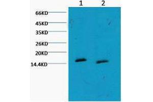 Western Blot (WB) analysis of HeLa, diluted at 1) 1:1000, 2) 1:3000. (Histone 3 anticorps  (H3K79me))