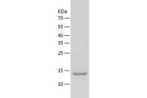Western Blotting (WB) image for Mitochondrial Ribosomal Protein L2 (MRPL2) (AA 84-202) protein (His-IF2DI Tag) (ABIN7123980)